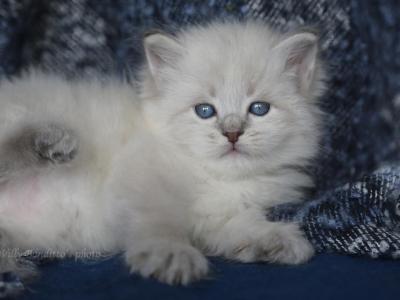 HARDY IZ TVERSKOGO KNYAZHESTVA - Siberian - Gallery Photo #1