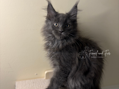 Maximus Blue Maine Coon - Maine Coon - Gallery Photo #1