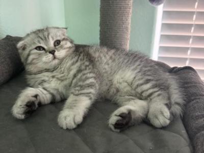 Cherry - Scottish Fold - Gallery Photo #1