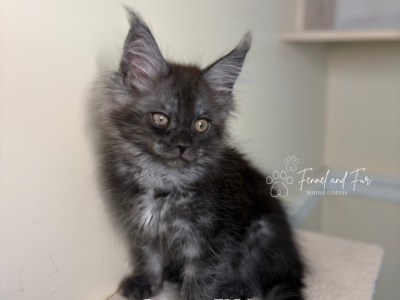 Bud Askins Black Smoke - Maine Coon - Gallery Photo #1