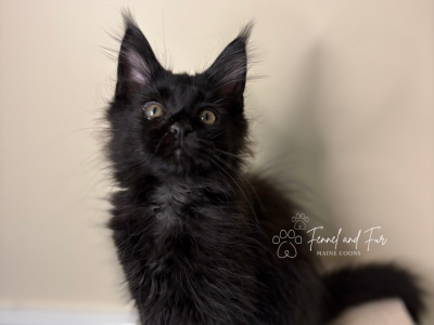 Norm Black Maine Coon - Maine Coon - Gallery Photo #1