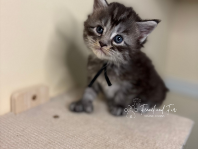 Kristoff Polydactyl Black Silver Tabby Maine Coon - Maine Coon - Gallery Photo #1