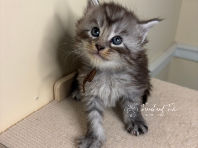 Hans Black Silver Tabby Maine Coon - Maine Coon - Gallery Photo #1