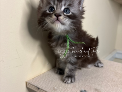 Olaf Black Silver Tabby Maine Coon - Maine Coon - Gallery Photo #1