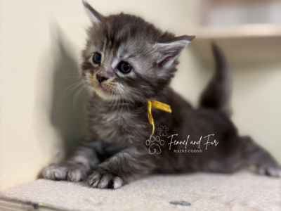Anna Polydactyl Black Silver Tabby Maine Coon - Maine Coon - Gallery Photo #1