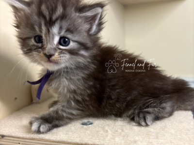 Iduna Polydactyl Black Silver Tabby Maine Coon - Maine Coon - Gallery Photo #1