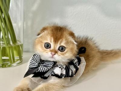 Winnie - Scottish Fold - Gallery Photo #1
