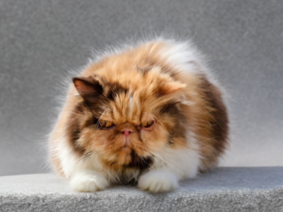 Swirl A Chocolate Calico Persian Female - Persian - Gallery Photo #1