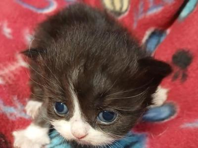 Brooklyn - Ragdoll - Gallery Photo #1
