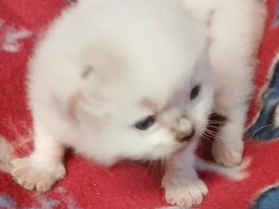 Luca Available Chet Hold - Ragdoll - Gallery Photo #1