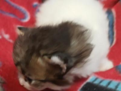 Paxton - Ragdoll - Gallery Photo #1