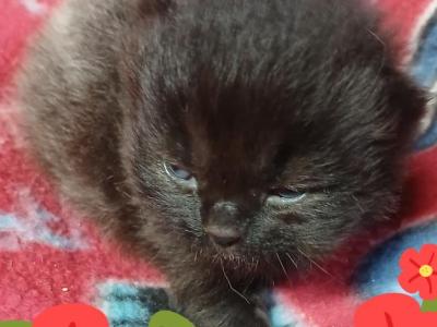 Grayson - Ragdoll - Gallery Photo #1