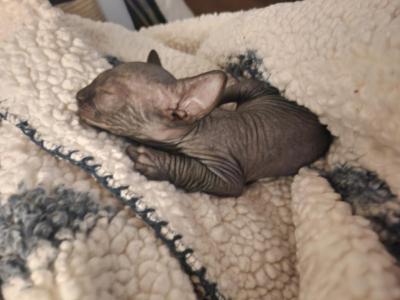 Weevil - Sphynx - Gallery Photo #1
