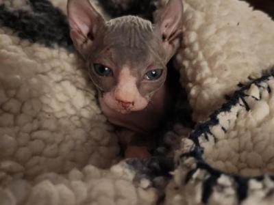 Mantis - Sphynx - Gallery Photo #1