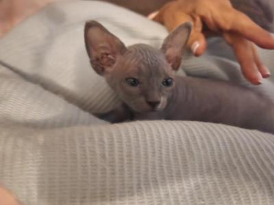 Atlas - Sphynx - Gallery Photo #1