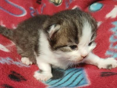 Huxtable - Ragdoll - Gallery Photo #1