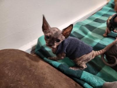 Cicada - Sphynx - Gallery Photo #1