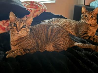 Linguine And Gustavo - Domestic - Gallery Photo #1