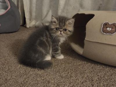 Dumpling Litter - Exotic - Gallery Photo #1