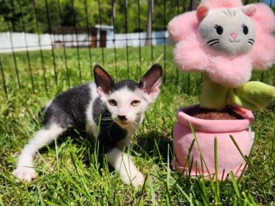 Canadian Sphynx Kitten Spiderman - Sphynx - Gallery Photo #1