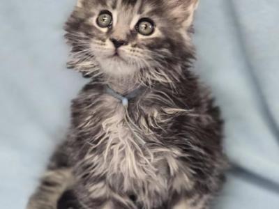 Ragdolls And Maine Coons Available Now - Maine Coon - Gallery Photo #1