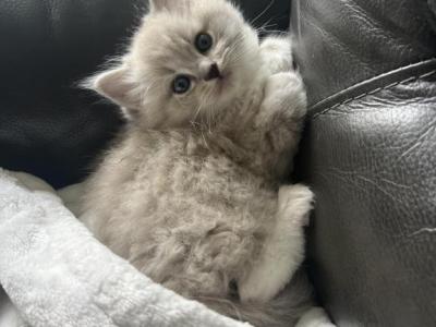 Tiger - Ragdoll - Gallery Photo #1