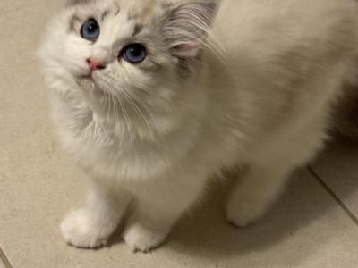 Cocnut - Ragdoll - Gallery Photo #1