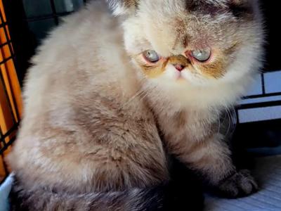Exotic Shorthair - Exotic - Gallery Photo #1