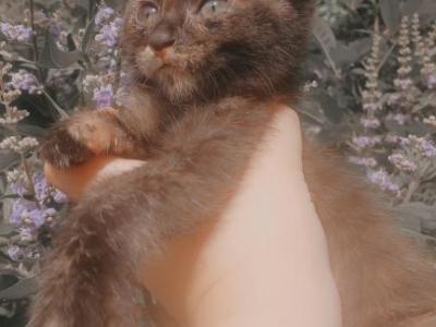 Cherry - American Shorthair - Gallery Photo #1