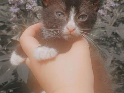 Chips - American Shorthair - Gallery Photo #1