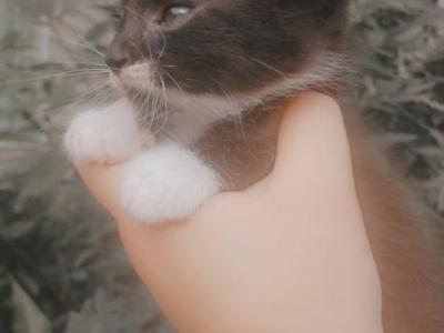 Oreo - American Shorthair - Gallery Photo #1