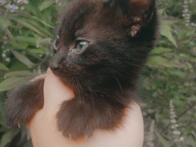 Cocoa - American Shorthair - Gallery Photo #1