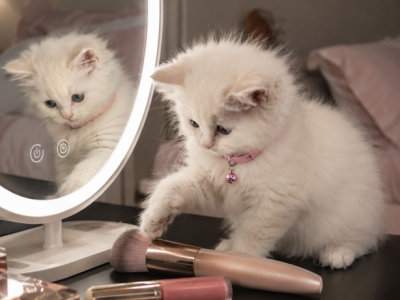 Millie - Ragdoll - Gallery Photo #1
