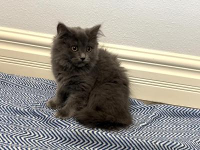Max - Scottish Fold - Gallery Photo #1