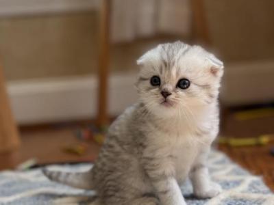 Silver Scottish Fold Kitten - Scottish Fold - Gallery Photo #1