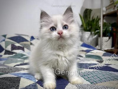 Draco - Ragdoll - Gallery Photo #1
