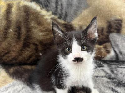 Male Maine Coon - Maine Coon - Gallery Photo #1