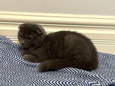 Bella - Scottish Fold - Gallery Photo #1