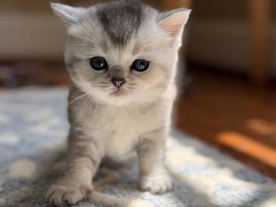 Silver Shaded Scottish Straight Kitten - Scottish Straight - Gallery Photo #1
