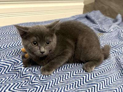 Mila - Scottish Fold - Gallery Photo #1