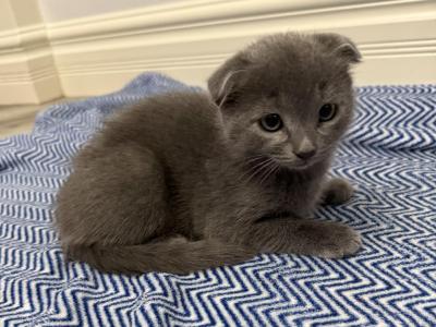 Chloe - Scottish Fold - Gallery Photo #1