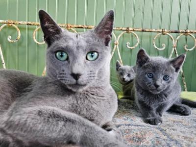 Kittens - Russian Blue - Gallery Photo #1