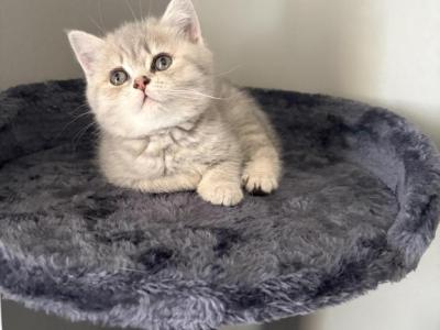 Sofi - Scottish Fold - Gallery Photo #1