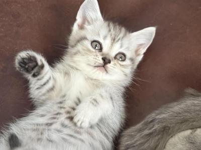 Liki - Scottish Fold - Gallery Photo #1