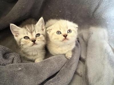 Ket - Scottish Fold - Gallery Photo #1