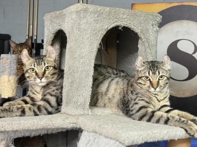 Dallas - American Curl - Gallery Photo #1