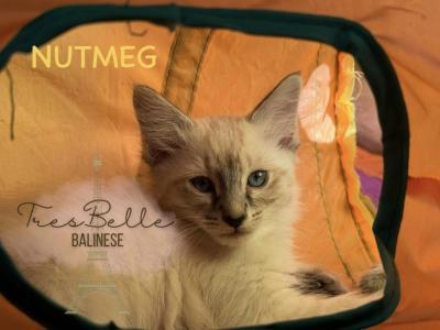 Nutmeg RESERVED - Balinese - Gallery Photo #1