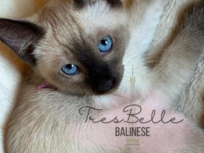 Chai RESERVED - Siamese - Gallery Photo #1