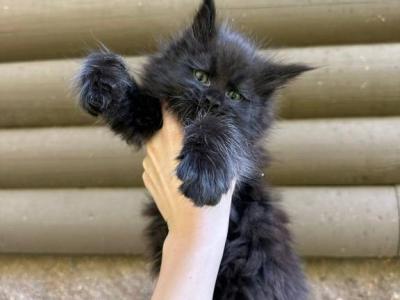Black Mainecoon - Maine Coon - Gallery Photo #1