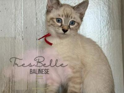 Saffron - Siamese - Gallery Photo #1
